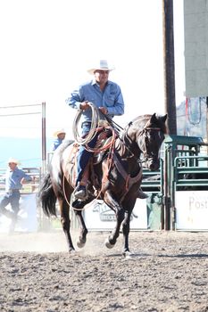 MERRITT, B.C. CANADA - May 30, 2015: Horseman rounding up bulls at The 3rd Annual Ty Pozzobon Invitational PBR Event.