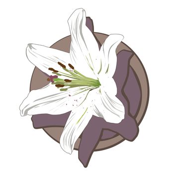 White lily clip art isolated on white