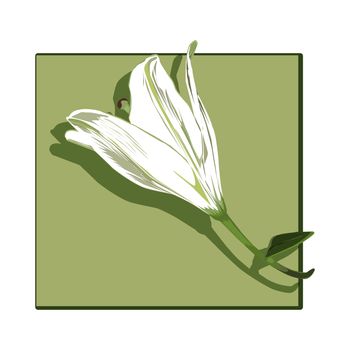 Lily profile clip art isolated on white, drawing of a flower with shadow over a green board 