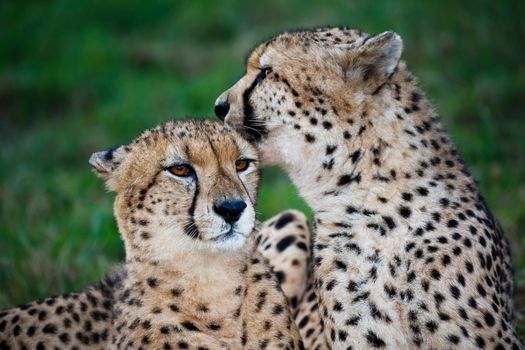 Cheetah wild cat pair grooming and licking each other