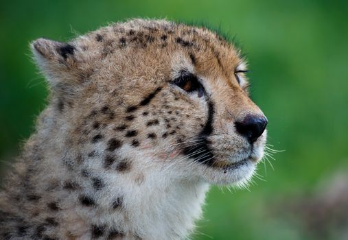 Cheetah Wild Cat Portrait on a soft green background