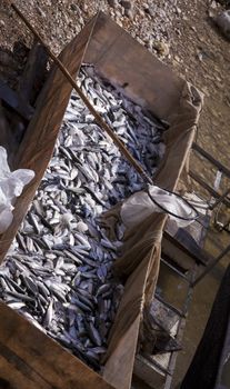 Freshly caught fish on ice in Toros Mountains