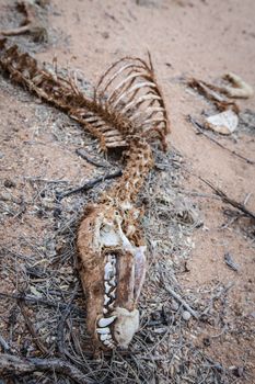 Decaying corpse of coyote in the desert