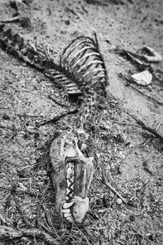 Head and other bones of dead coyote in the desert