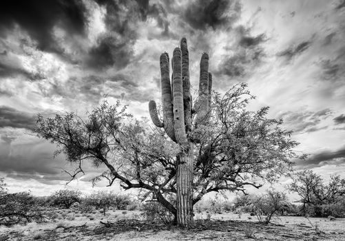 Saguaro cactus growing close to mesquite nurse tree