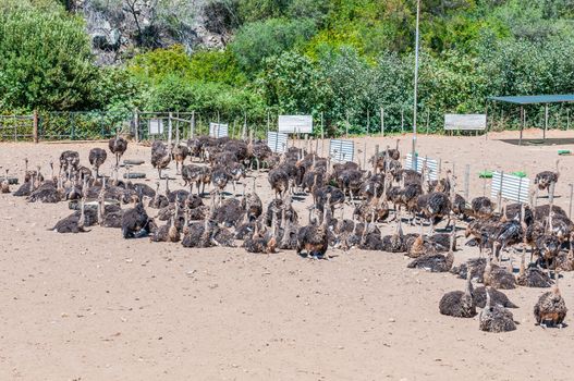 Female ostriches in an enclosure on a farm near Oudtshoorn, South Africa