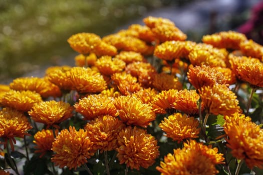 bush yellow marigold with drops of dew, close-up