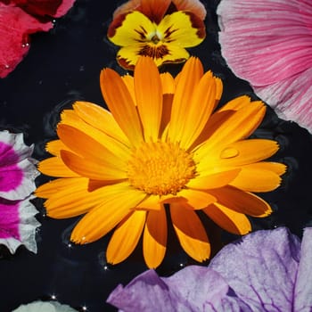 beautiful colorful flowers floating on water