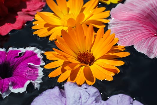 beautiful colorful flowers floating on water