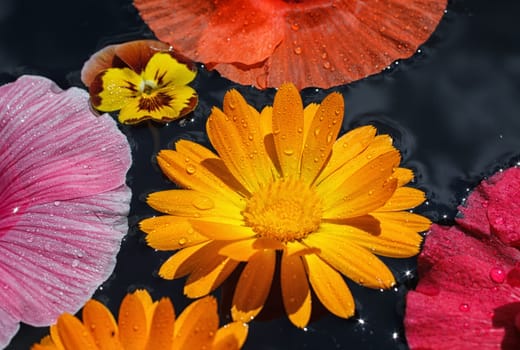 beautiful yellow calendula with dew drops, macro