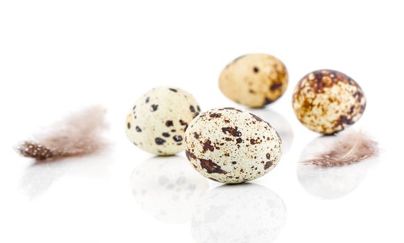 quail eggs with feather on white background