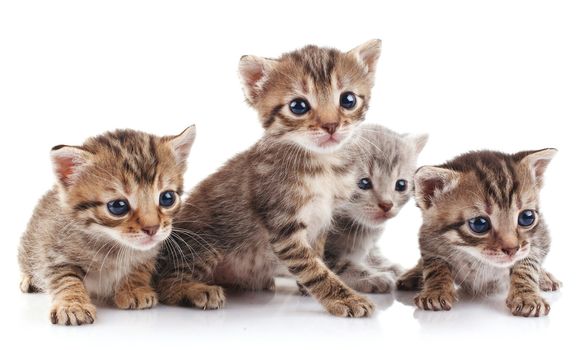 beautiful tabby kittens on a white background