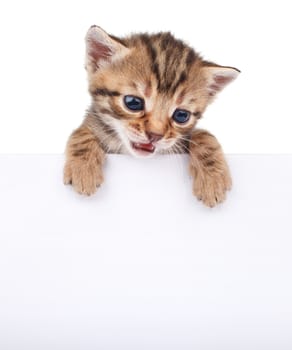 brown kitten with empty board on white background