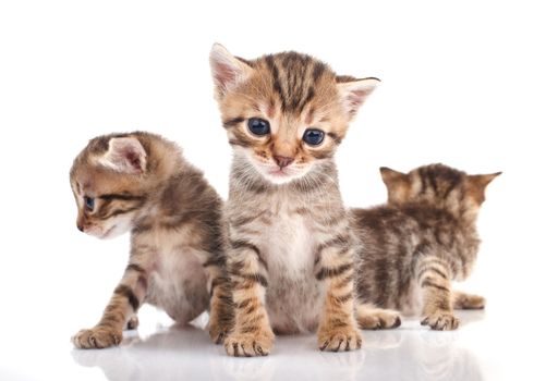 Three little kitten isolated on white