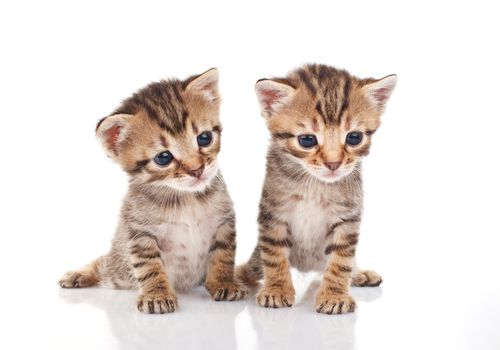two tabby kittens sitting on white background