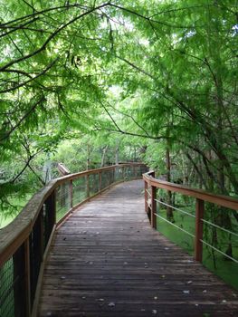 Walkway through a Florida forest







Wooden walkway meanders through a