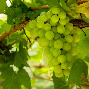 Grapes with green leaves on the vine