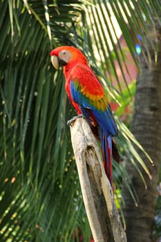 Colorful macaw sitting on the log