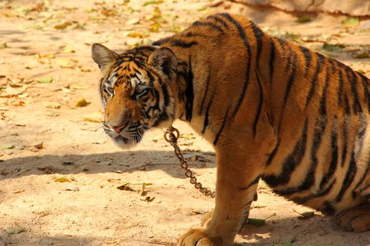 Bengal tiger in Kanchanaburi at Thailand