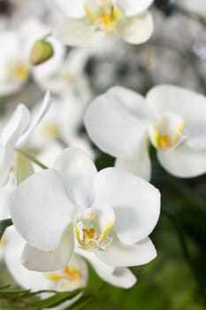 Orchid flowers, Phalaenopsis white color