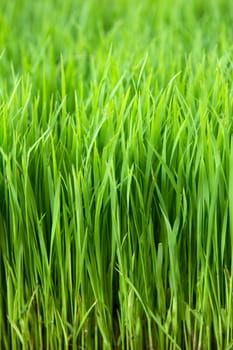 Closeup green paddy in field