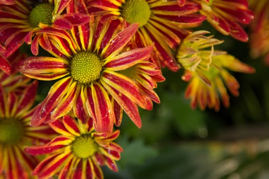 Background of the beautiful red and yellow chrysanthemum flower