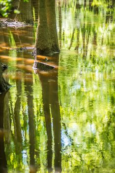 cypress forest and swamp of Congaree National Park in South Carolina