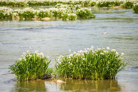 spider water lilies in landsford state park south carolina