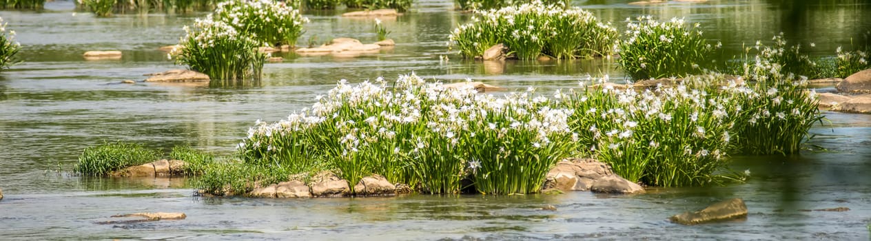 spider water lilies in landsford state park south carolina