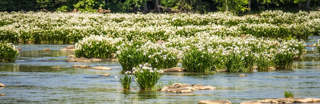 spider water lilies in landsford state park south carolina