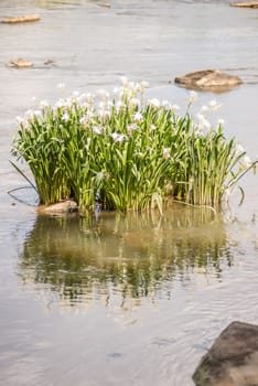 spider water lilies in landsford state park south carolina