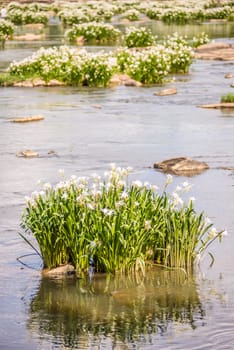 spider water lilies in landsford state park south carolina