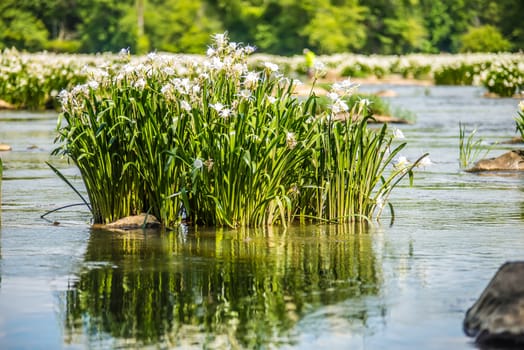 spider water lilies in landsford state park south carolina