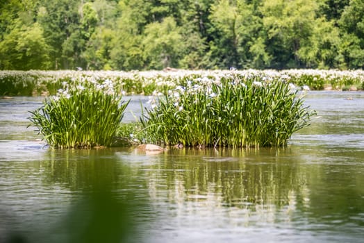 spider water lilies in landsford state park south carolina