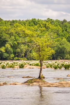 scenes around landsford canal state park in south carolina