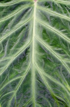 green leaf detail