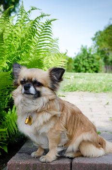 chihuahua