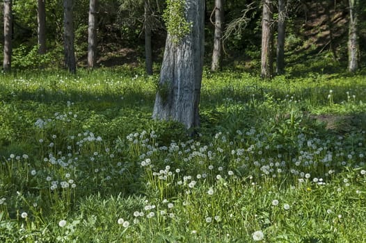 Background of dandelion or Tarataxum officinale, dandelion clock, leaves  and  tree whit sprout