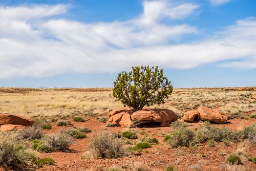 lone tree grwong between rocks in arizona desert
