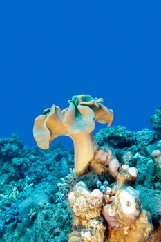 coral reef with mushroom leather coral at the bottom of tropical sea , underwater