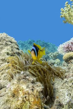 single Clownfish and sea anemone at the bottom of tropical sea