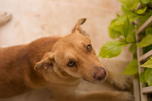View of a brown dog outdoors