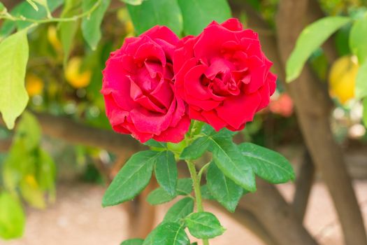 View of two red roses in the garden