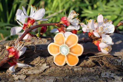 Handmade clay flower ring with apricot blossom in spring on the nature background