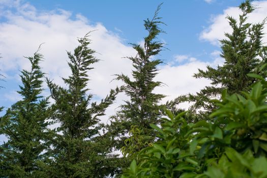 Looking the clear sky through the trees.