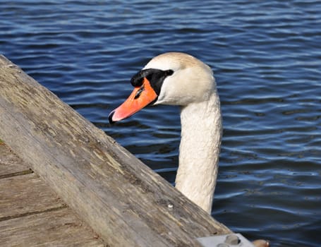 Closeup of a swan head