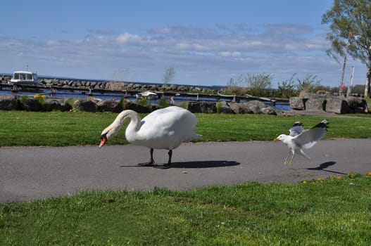 Swan walking on boardwalk eating crackers with seagull friend.