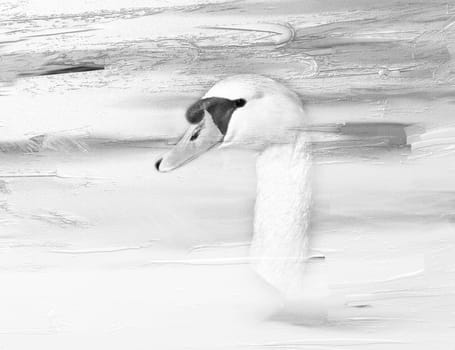 Digital oil painting with closeup of a swan head in black and white, montage.