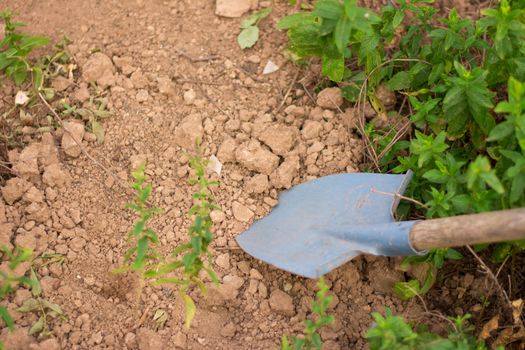 View of a blue shovel put on the ground.