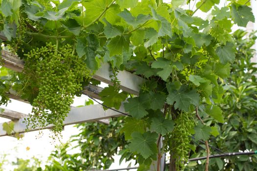 View of pre-mature grapes in the vineyard